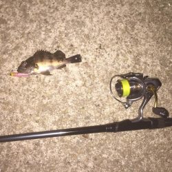 久々のメバルプラッキング