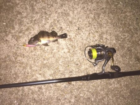 久々のメバルプラッキング