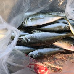 アジ釣り③シーズン到来