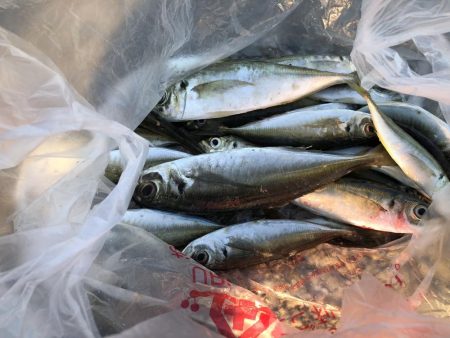 アジ釣り③シーズン到来