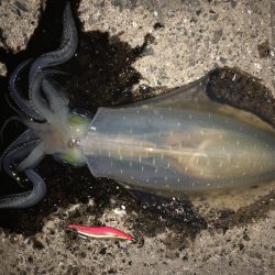 春イカエギング