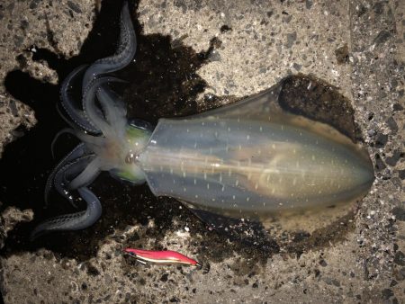 春イカエギング