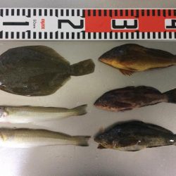 初キス釣れました〜