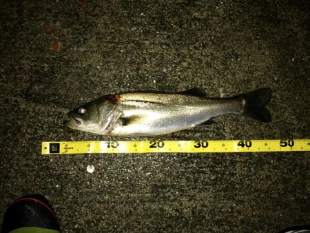 バチは何処へ？