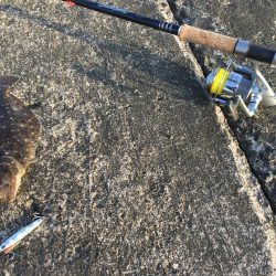 ヒラメちゃん！