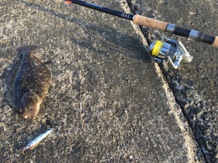 ヒラメちゃん！