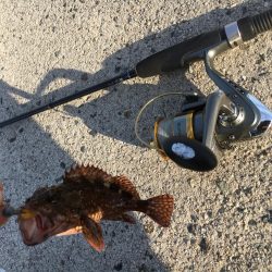 ガッシーの入れ食い