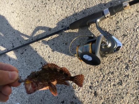 ガッシーの入れ食い