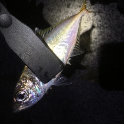 エギング、アジング