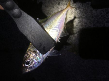 エギング、アジング