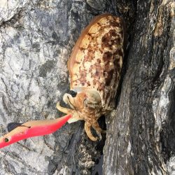 短時間 春イカエギング