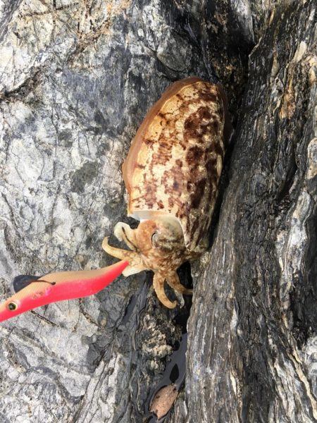 短時間 春イカエギング