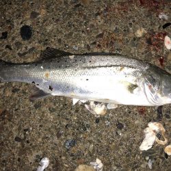 坊主よりはマシか？