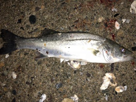 坊主よりはマシか？