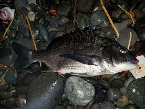 ノッコミ鯛の最終調査