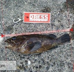 ガシラを求めて4