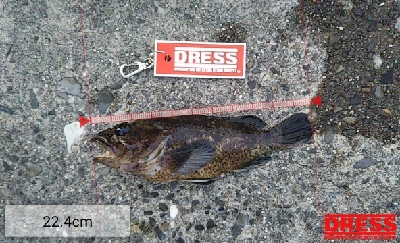 ガシラを求めて4