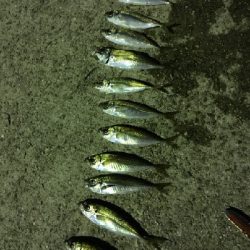 イワシ大漁ヾ(*ΦωΦ)ﾉ