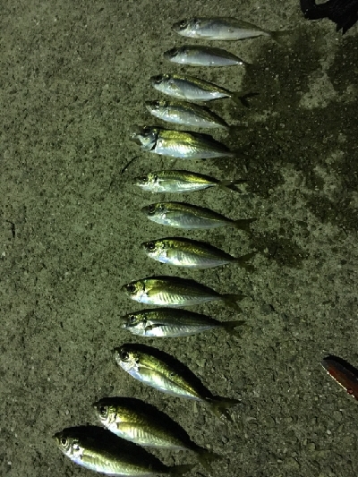 イワシ大漁ヾ(*ΦωΦ)ﾉ