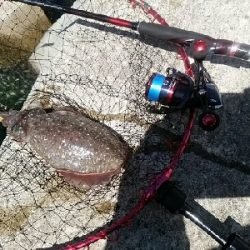 朝タチウオ撃沈からの…