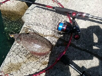 朝タチウオ撃沈からの…