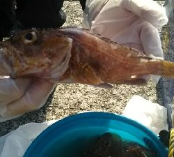 ガシラを求めて5