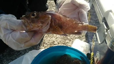 ガシラを求めて5