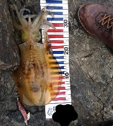 初  春イカ ゲット