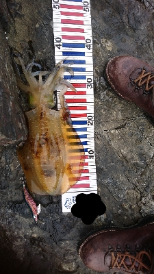 初  春イカ ゲット