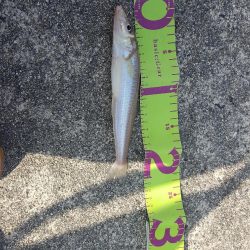 志摩でキスの投げ釣りサビキ釣り