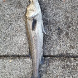 夜釣りから朝方まで