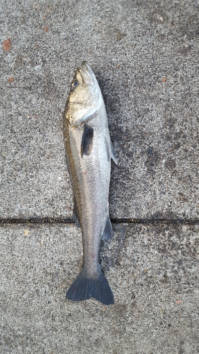 夜釣りから朝方まで