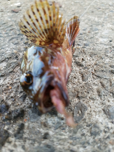 キス釣り　～活性低い～