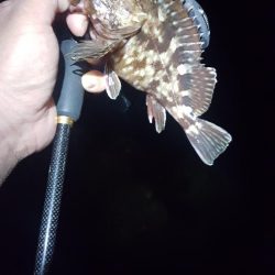 ハーバーメバリング