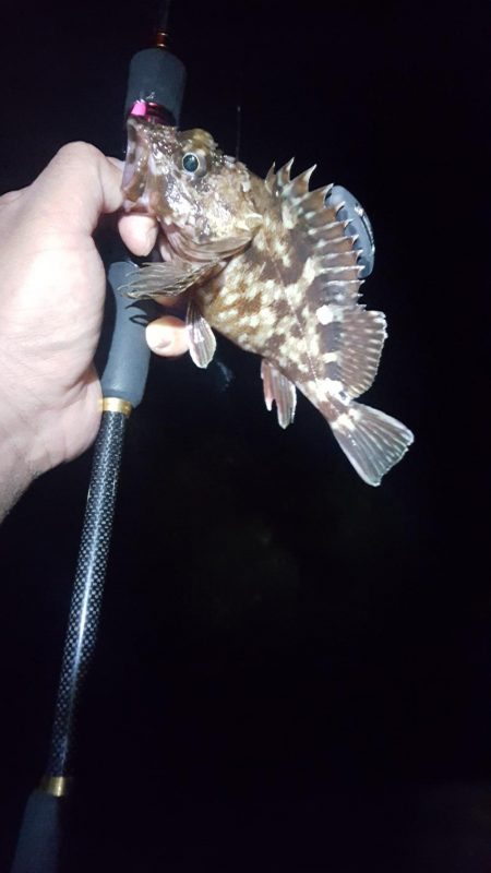 ハーバーメバリング