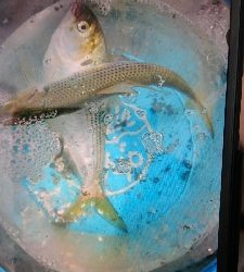 ファミリーサビキ