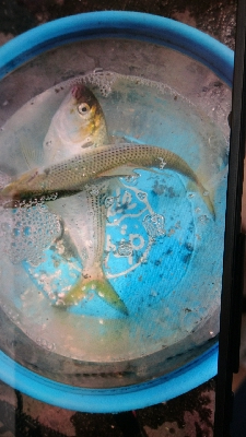 ファミリーサビキ