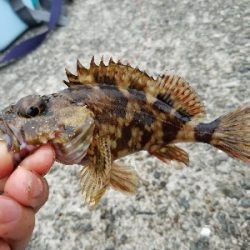 キス釣り ~雨天決行の甲斐があった~