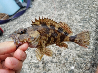 キス釣り ~雨天決行の甲斐があった~