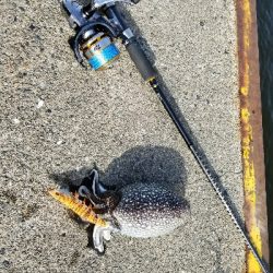 シリヤケエギング