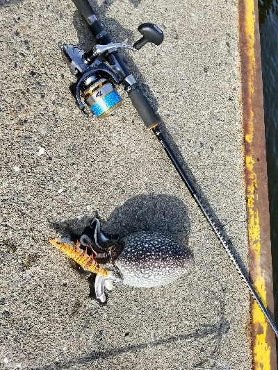 シリヤケエギング