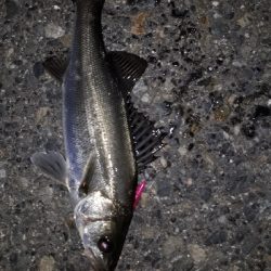 おひさのバチ抜けポイント