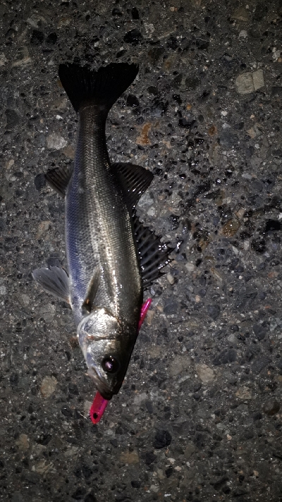 おひさのバチ抜けポイント