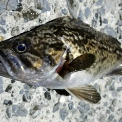 ようやくのヒット!