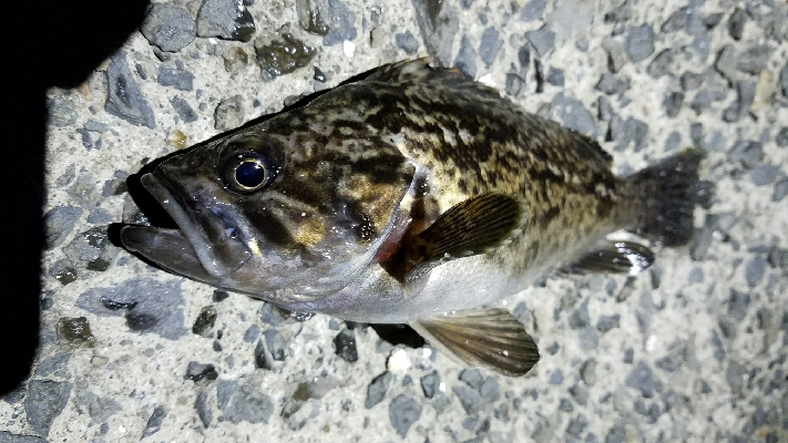 ようやくのヒット!