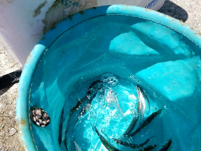 イワシ釣り　～マイワシ増えてきた！～