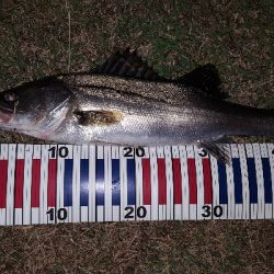 バチパターン⁉