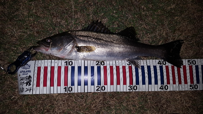 バチパターン⁉