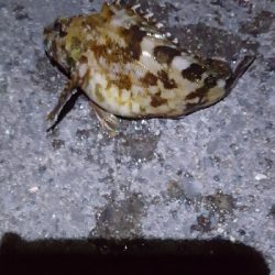 またまた、メジナが釣りたかったのです