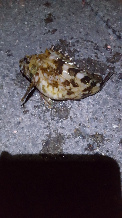 またまた、メジナが釣りたかったのです